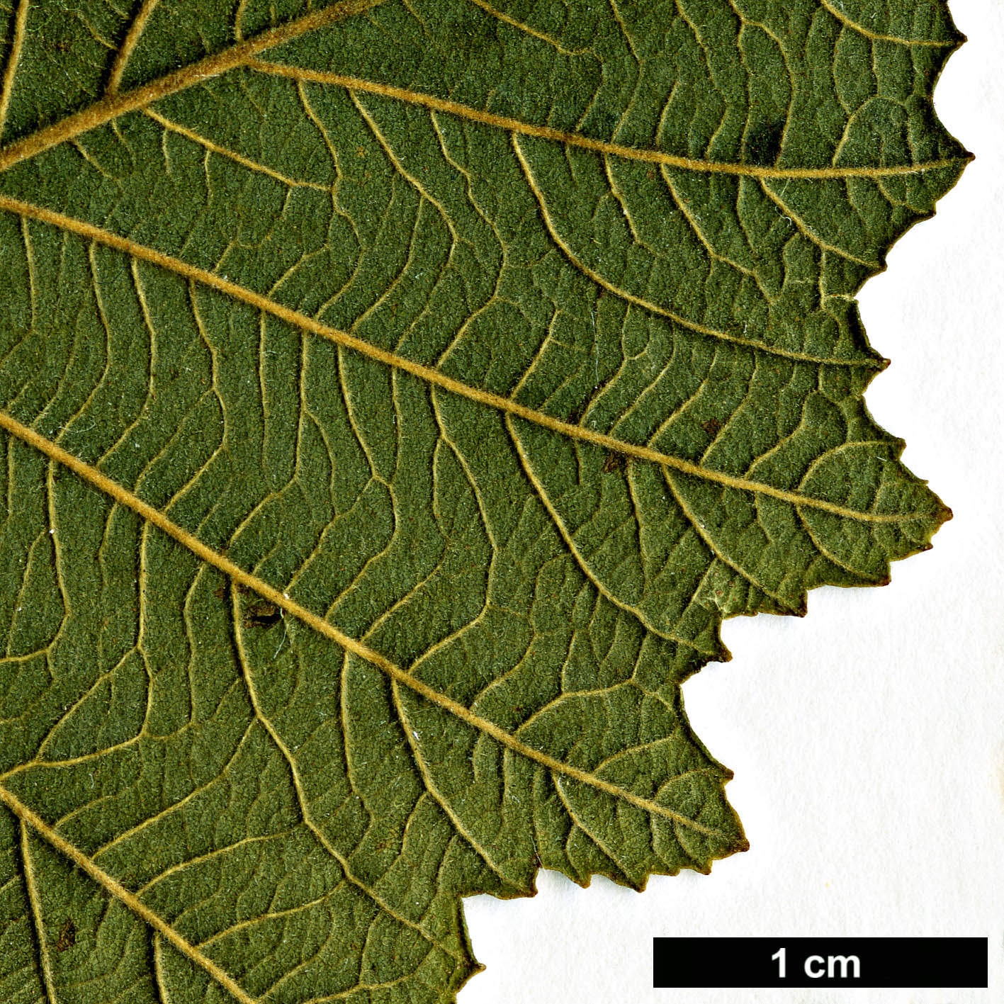 High resolution image: Family: Betulaceae - Genus: Alnus - Taxon: hirsuta - SpeciesSub:  var. microphylla